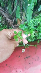 Epilobium rotundifolium