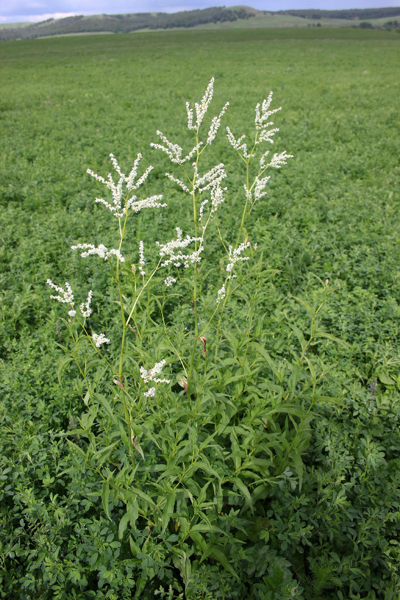 Aconogonon alpinum