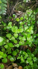 Epilobium rotundifolium