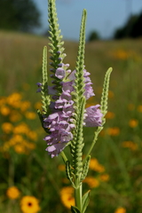 Physostegia digitalis