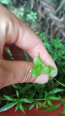 Epilobium rotundifolium