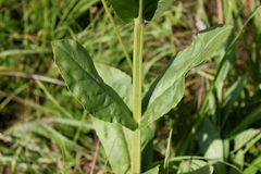 Physostegia digitalis