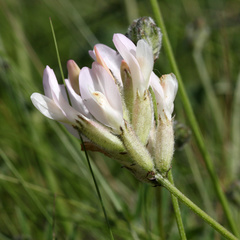 Astragalus zingeri