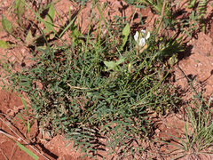 Astragalus zingeri