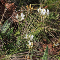 Astragalus zingeri