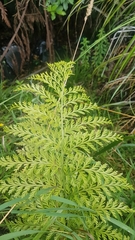 Asplenium × lucrosum