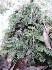 Hymenophyllales