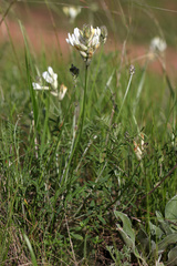 Astragalus zingeri