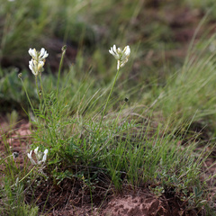 Astragalus zingeri