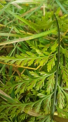 Asplenium × lucrosum