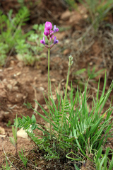 Oxytropis baschkiriensis