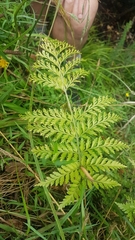 Asplenium × lucrosum