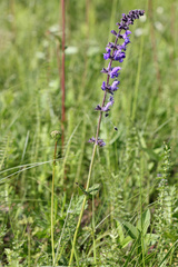 Salvia dumetorum