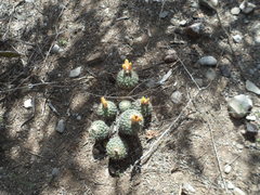 Coryphantha pallida