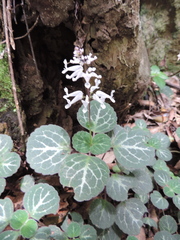 Plectranthus oertendahlii