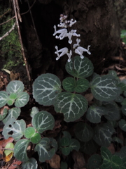 Plectranthus oertendahlii