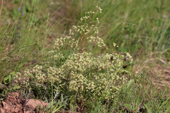 Trinia muricata