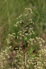 Trinia muricata