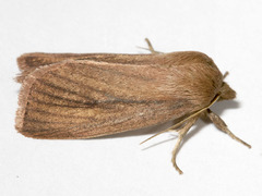 Globia laeta