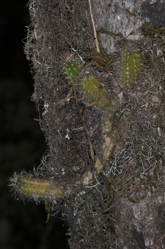 Image of Trichocereus Arboricola (Trichocereus arboricola) by (c) aacocucci, some rights reserved (CC BY)