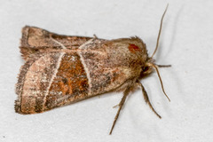 Lemmeria digitalis