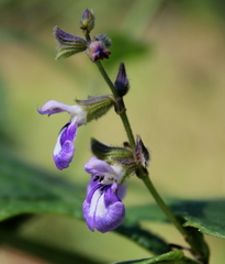 Salvia chapmanii
