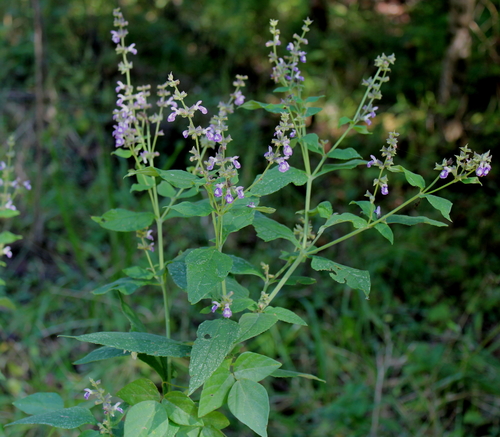 Salvia chapmanii