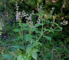 Salvia chapmanii