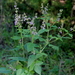Salvia chapmanii - Photo (c) Alvin Diamond, alguns direitos reservados (CC BY-NC), uploaded by Alvin Diamond