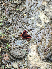 Marpesia zerynthia