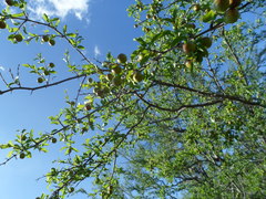 Sarcomphalus pedunculatus