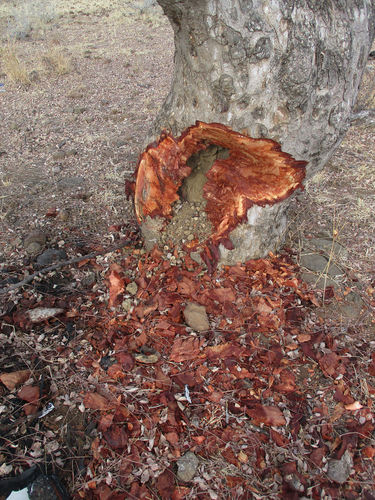 Sclerocarya birrea subsp. caffra image