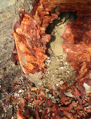 Sclerocarya birrea subsp. caffra image