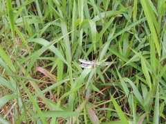 Paragomphus cognatus