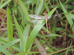 Paragomphus cognatus