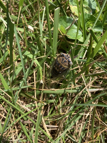 Scissor-grinder cicada