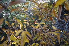 Lindera melissifolia