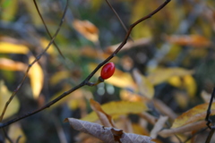 Lindera melissifolia