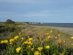Grindelia chiloensis