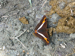 Adelpha corcyra collina