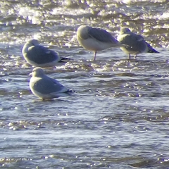 Larus glaucoides thayeri