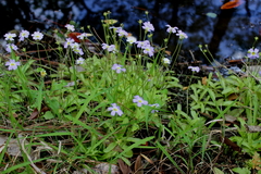 Pinguicula primuliflora