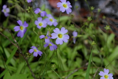 Pinguicula primuliflora