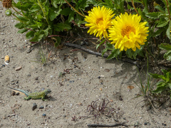 Grindelia chiloensis