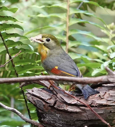 Leiótrix piquirrojo (Leiothrix lutea)