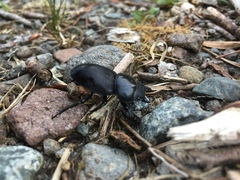 Apterodorcus bacchus