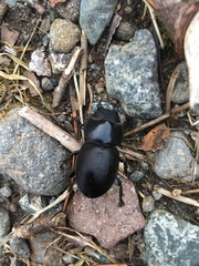 Apterodorcus bacchus