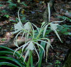 Hymenocallis choctawensis