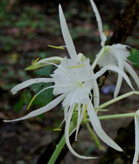 Hymenocallis choctawensis