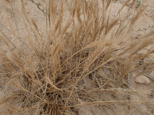 Image of Festuca fasciculata by no rights reserved